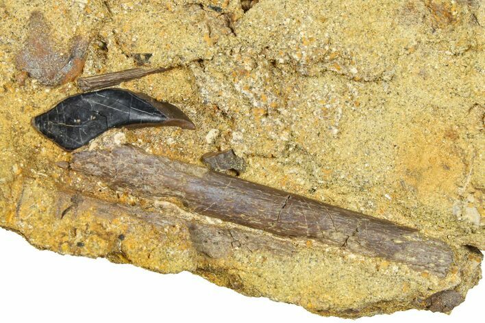Hadrosaur Ossified Tendon and Gar Scale in Sandstone - Wyoming #370624